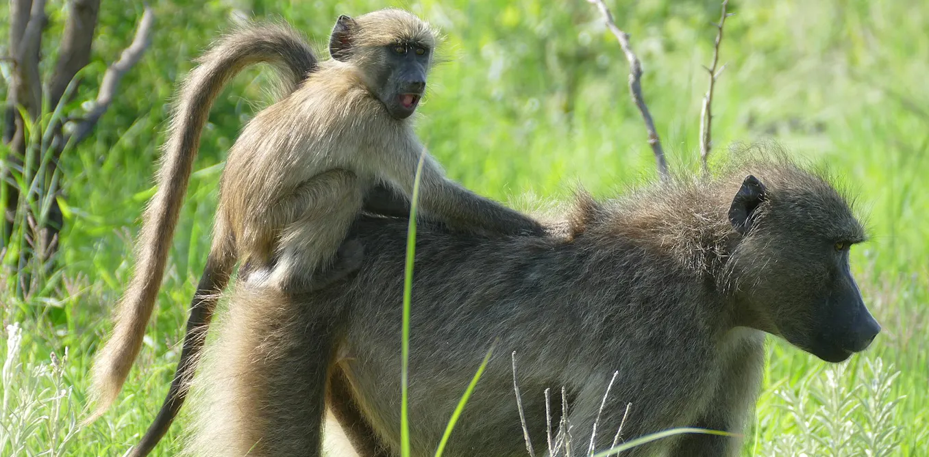 Female baboons keep family bonds strong: research reveals the benefits Female baboons keep family bonds strong: research reveals the benefits