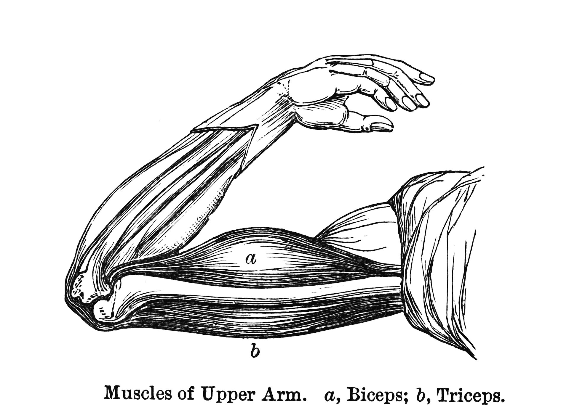 black-and-white diagram of human upper arm muscles