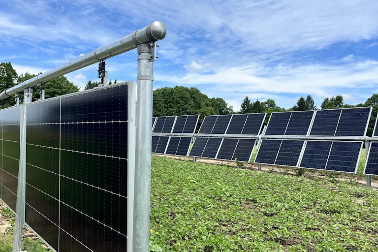 Green crops grow between large vertical solar panels against a blue sky