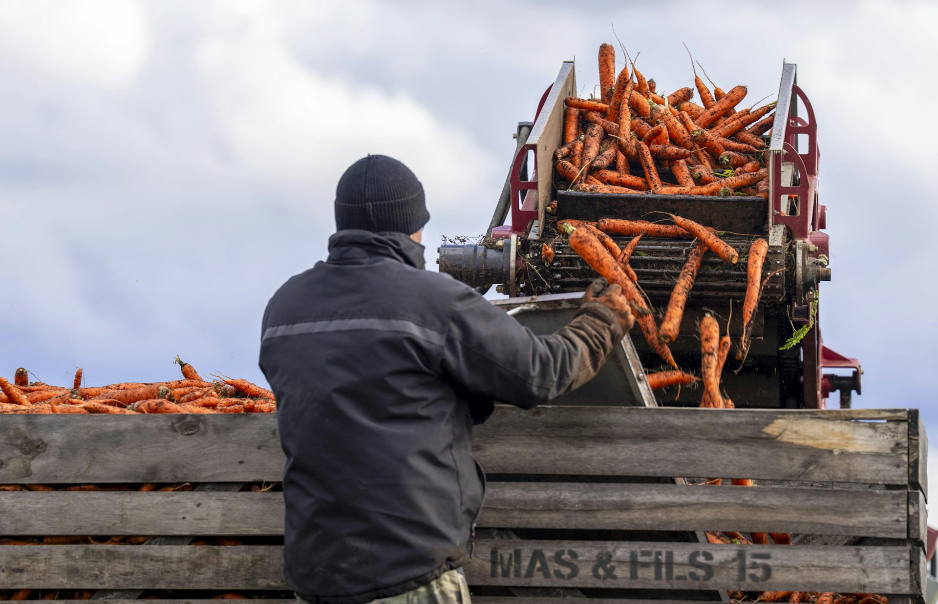 A farmer harvests carrots with a harvester