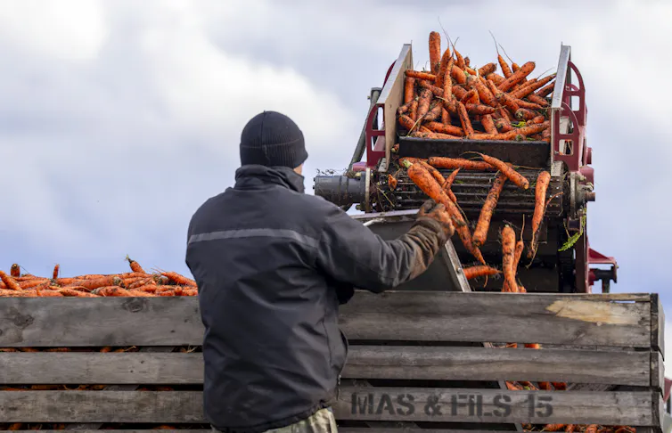 Un agricultor cosecha zanahorias con una cosechadora.