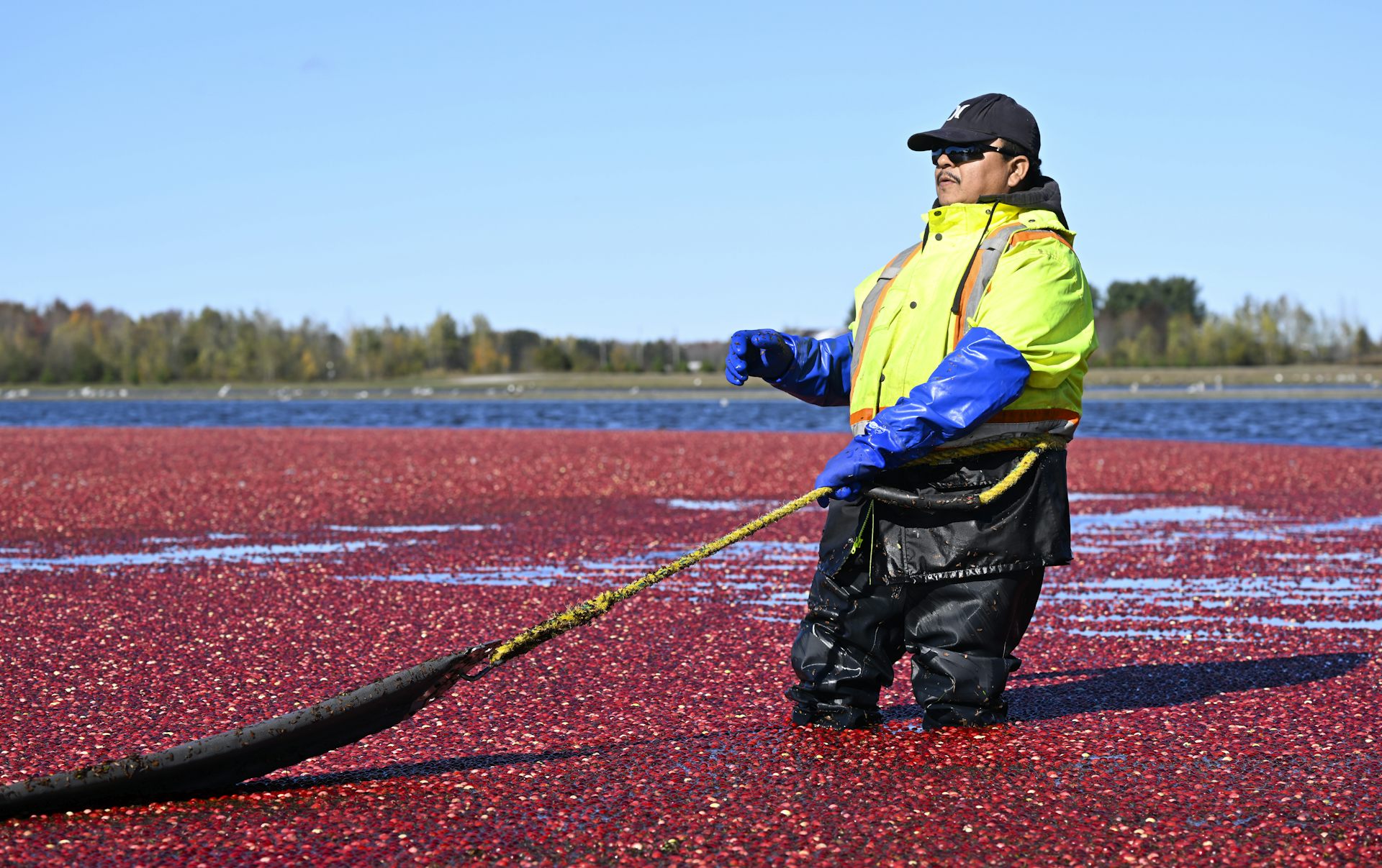 Un trabajador está hundido hasta las rodillas en un pantano de arándanos