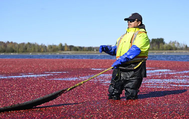 Un trabajador está hundido hasta las rodillas en un pantano de arándanos