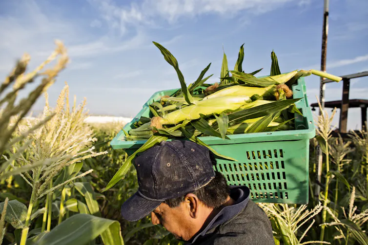 A worker balances a crate of husk-on corn on his shoulder amid tall cornstalks.