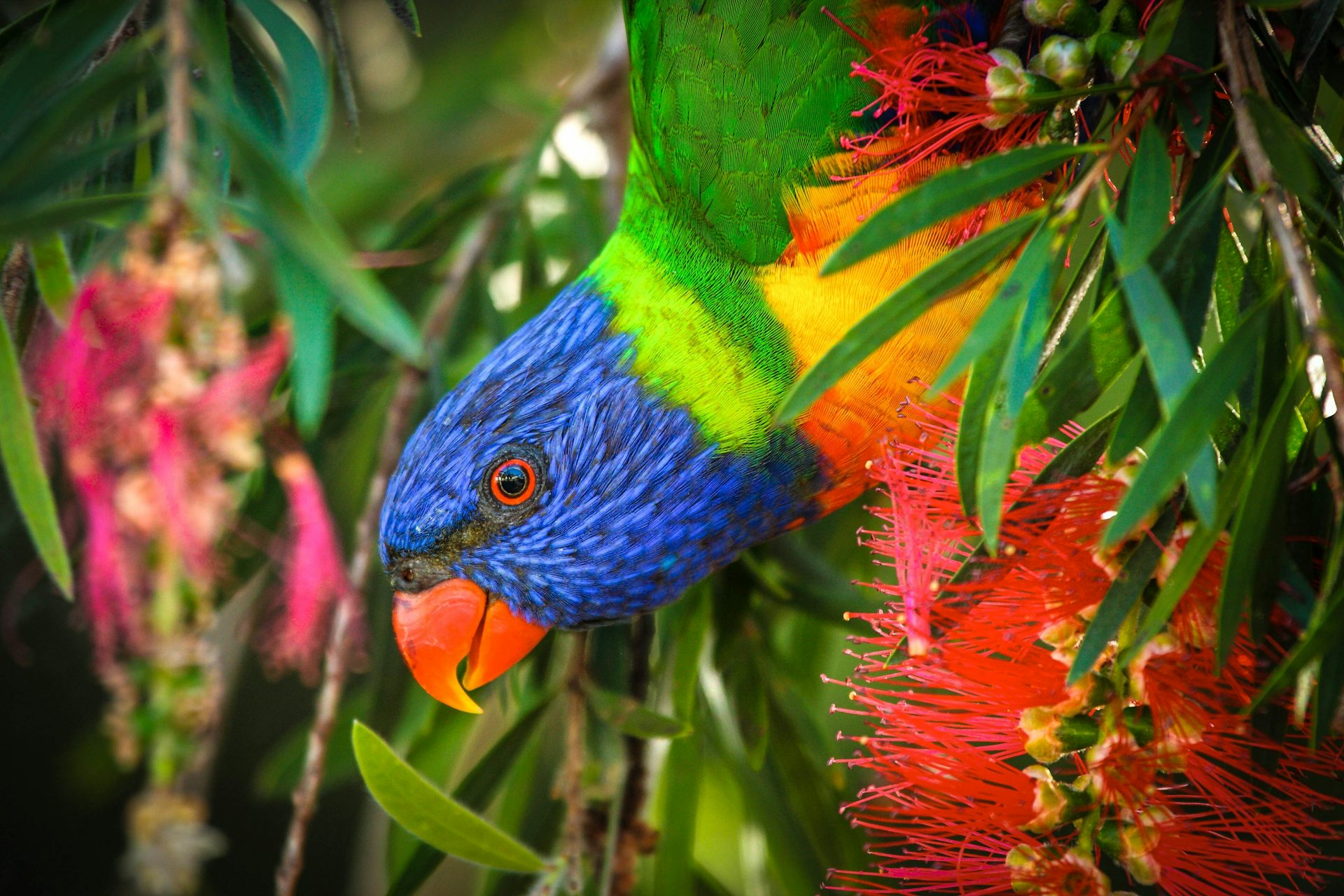 800 visits to a suburban park: inside an epic 40-year birdwatching quest