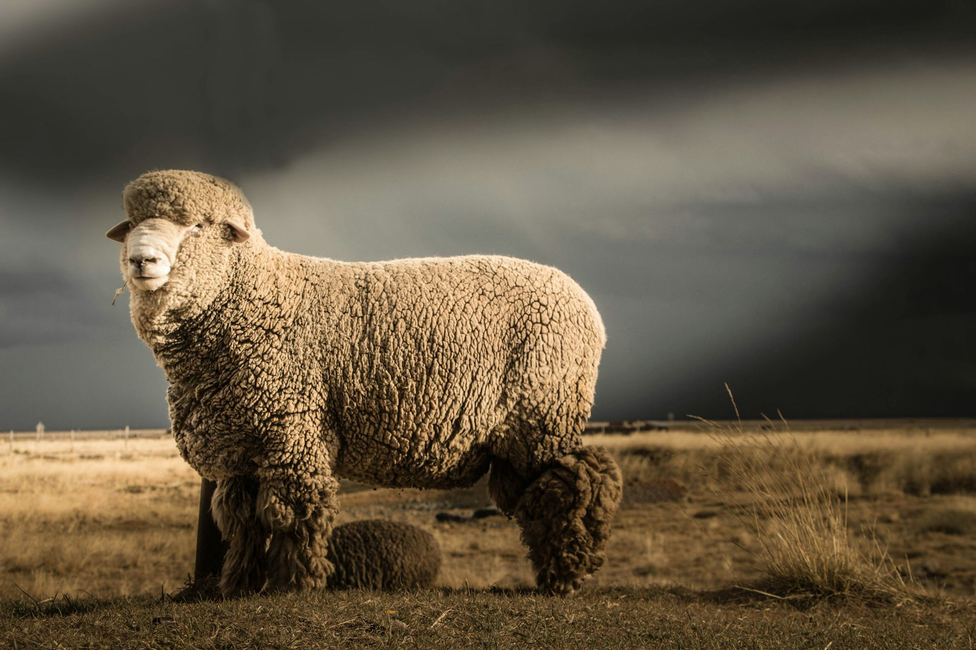 Odour-resistant and soft on the skin: the science of merino wool explained