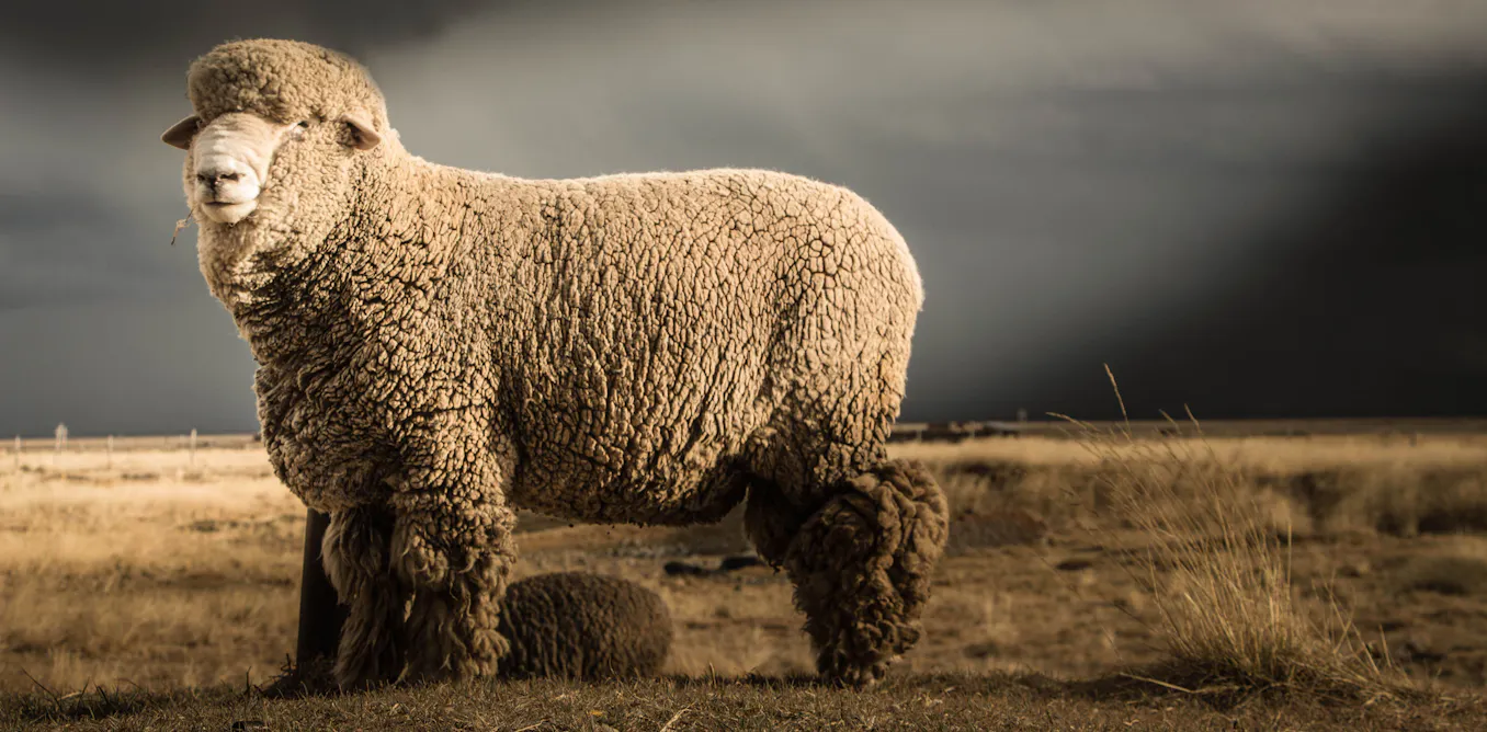 EnviroWireDaily — Odour-resistant and soft on the skin: the science of merino wool explained