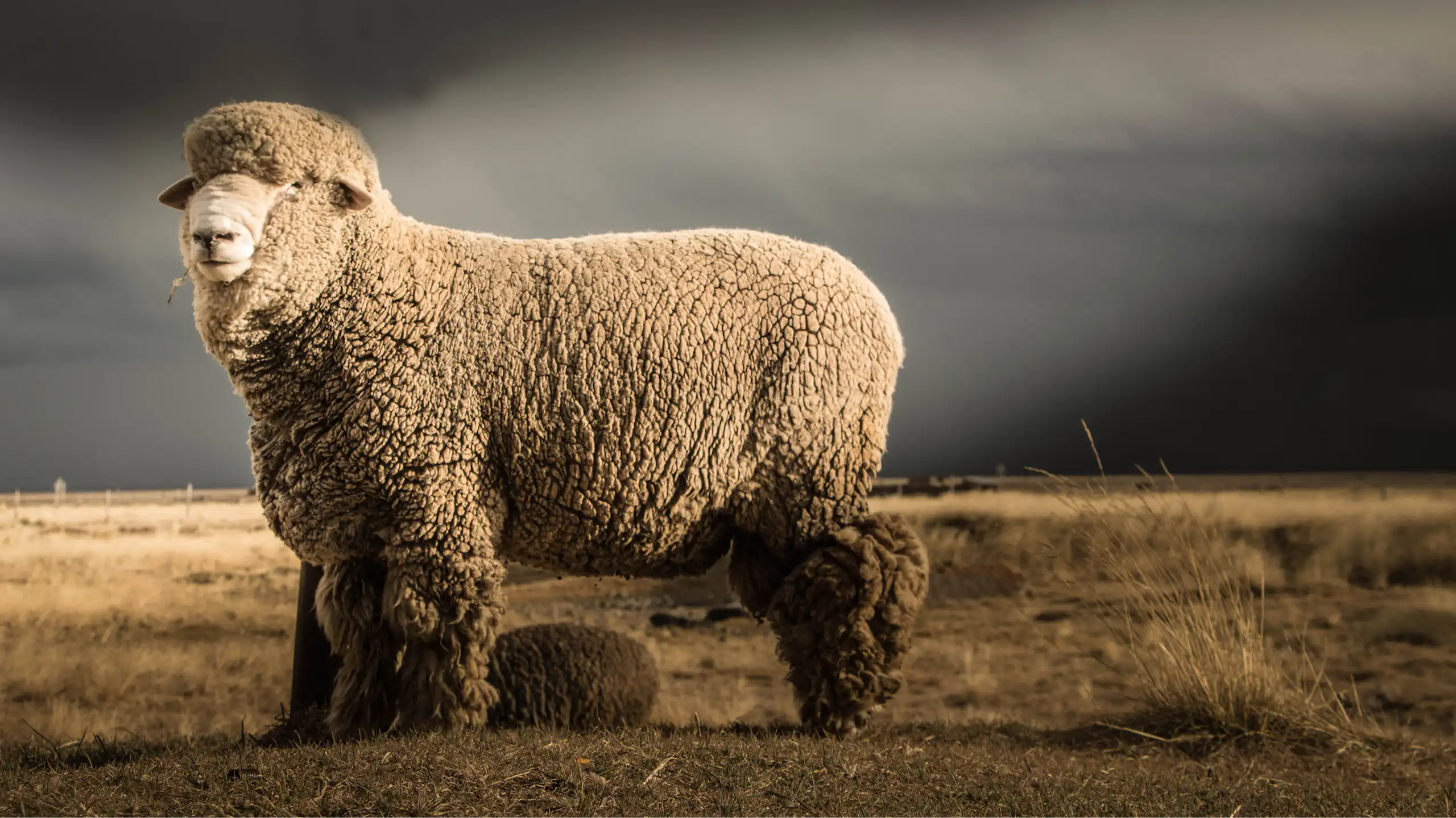 A large sheep standing in a field under grey skies.