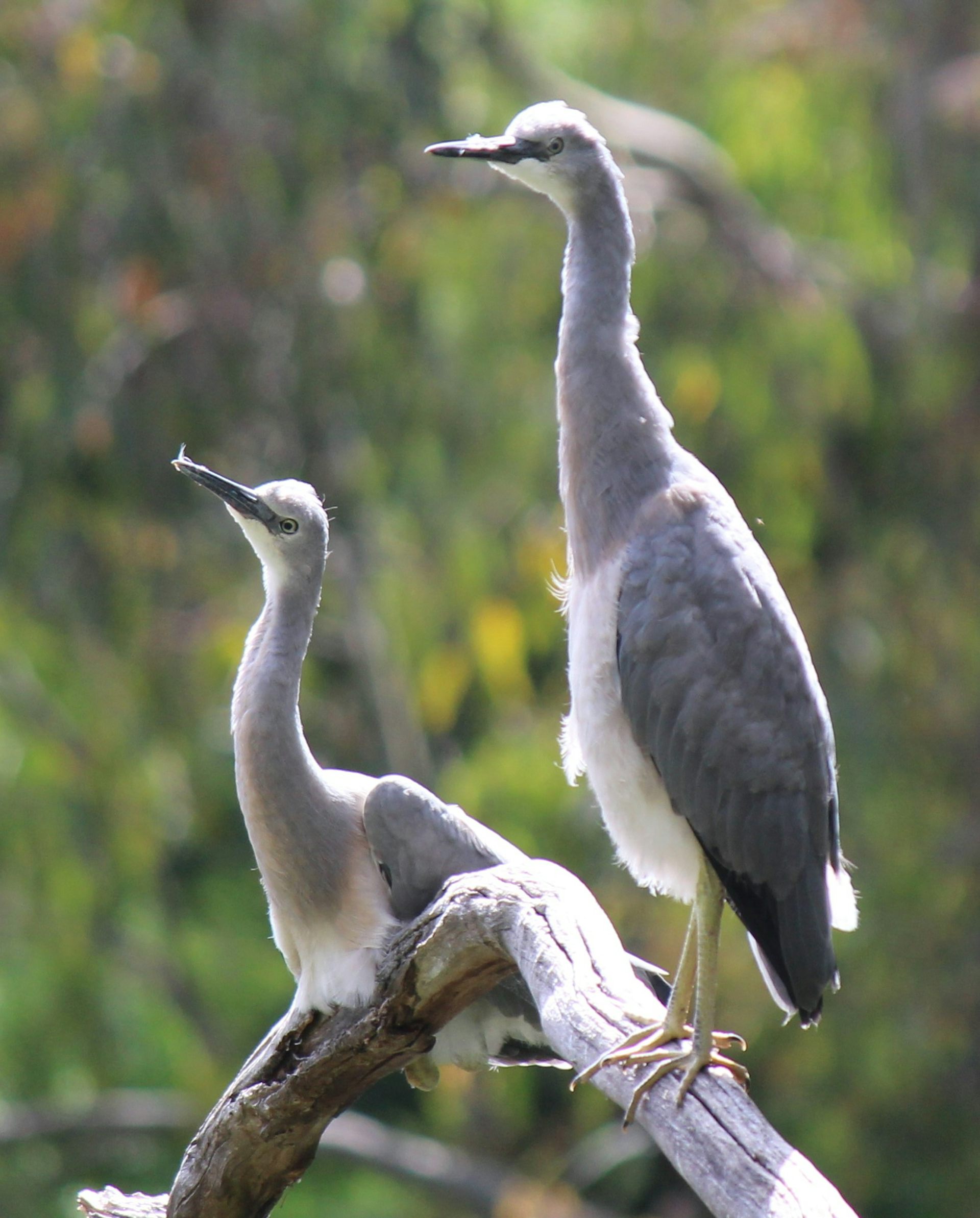 Long-necked, grey white-necked herons sunning themselves near the river.