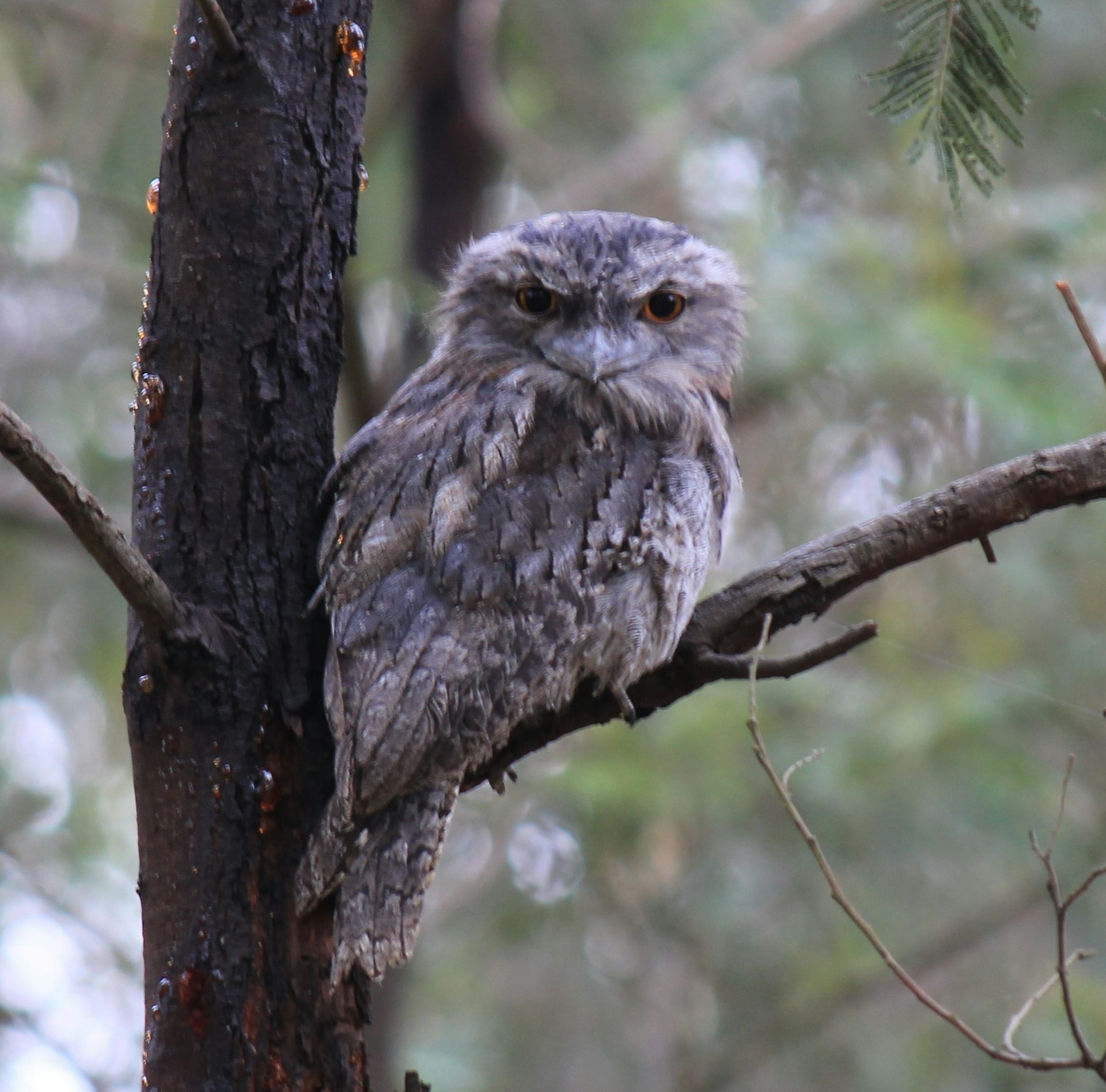 A brown and grey-feathered tawny frogmouth peers down from a tree.