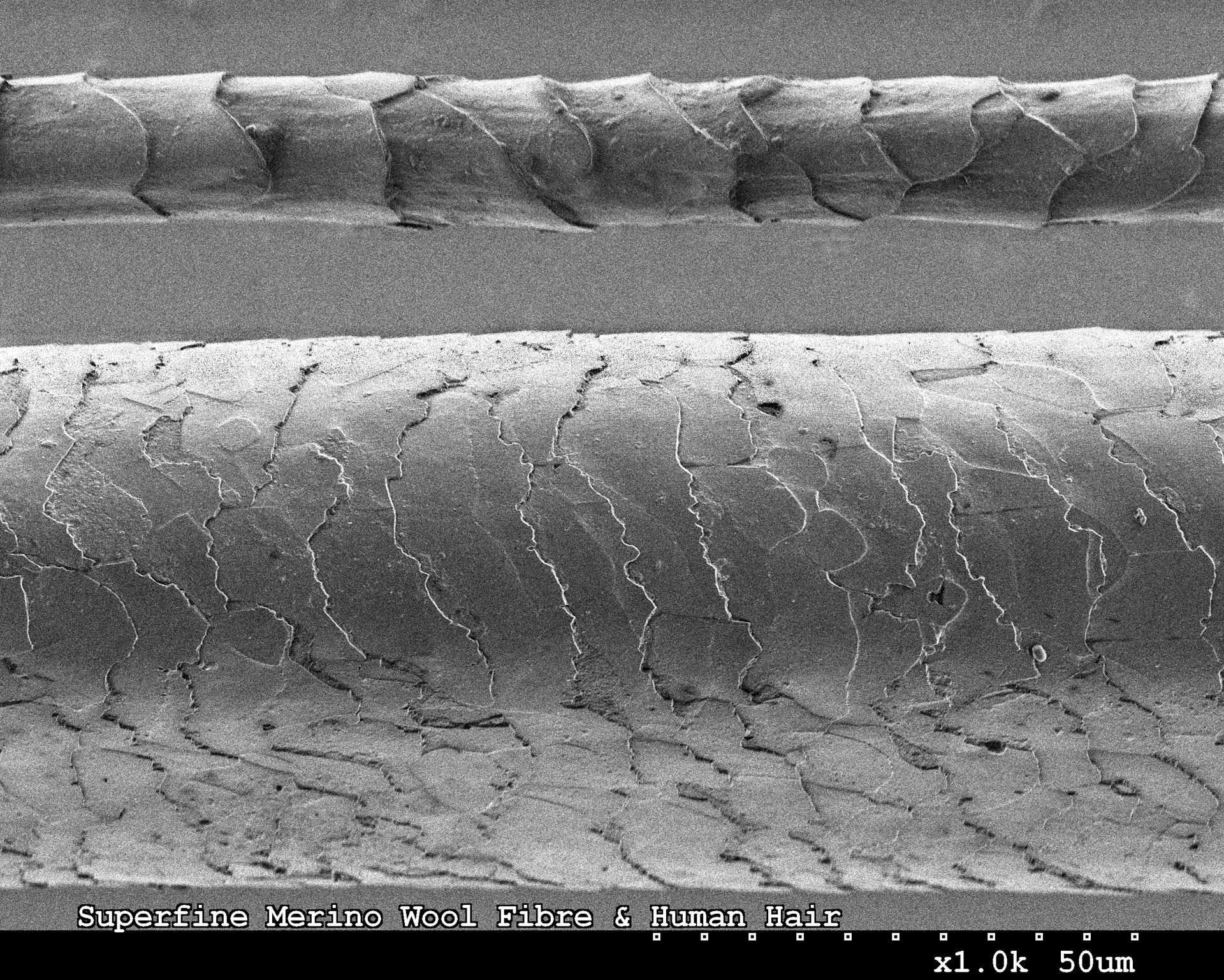 Odour-resistant and comfortable at the pores and skin: the science of merino wool defined