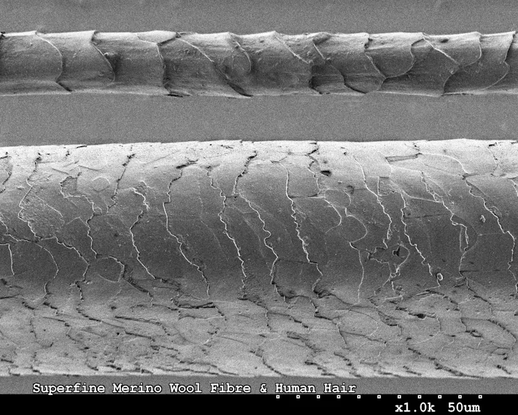 A closeup image of two fibres.