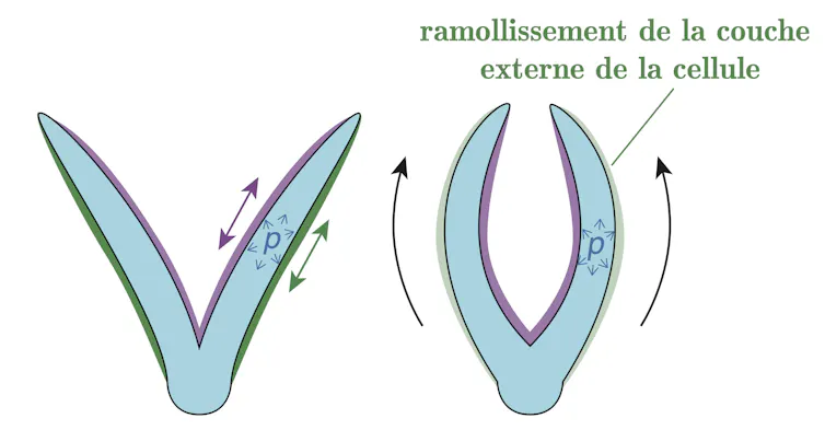 schéma explicitant le ramollissement de la paroi extérieure
