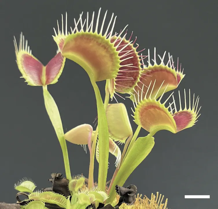 photo de plante carnivore avec les pièges ouverts