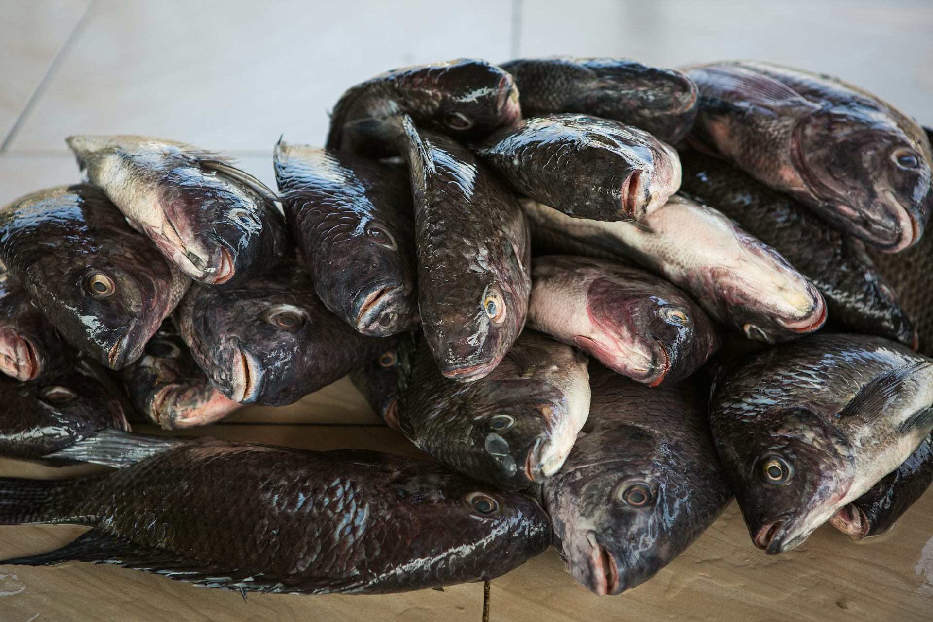 EnviroWireDaily — What Kenya’s fish markets tell us about choosing between nutrients and contaminants