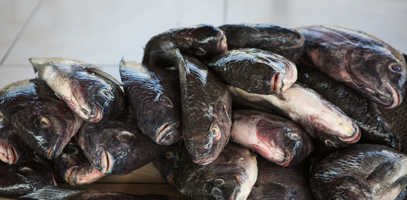 EnviroWireDaily — What Kenya’s fish markets tell us about choosing between nutrients and contaminants