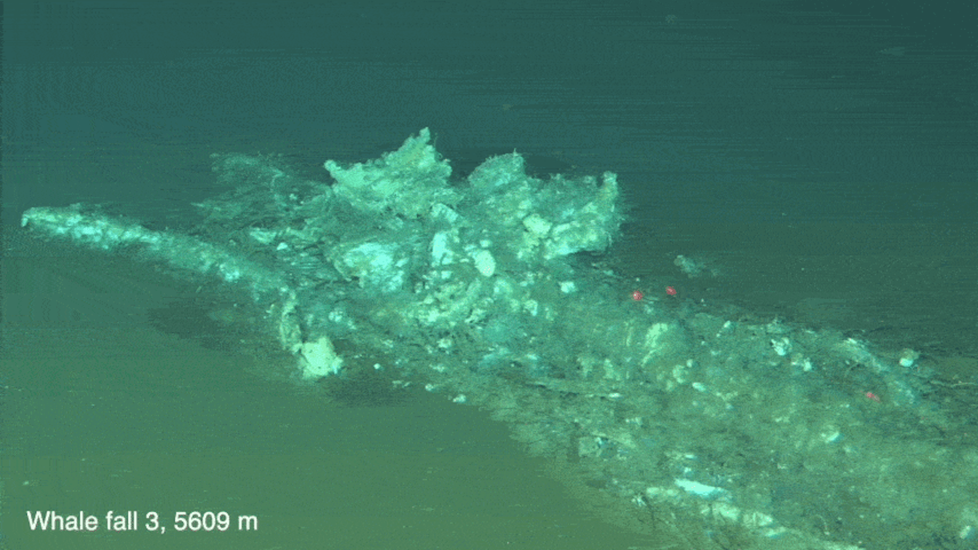 Un cimetière de baleines vieux de 5,3 millions d’années découvert au fond de l’océan Indien