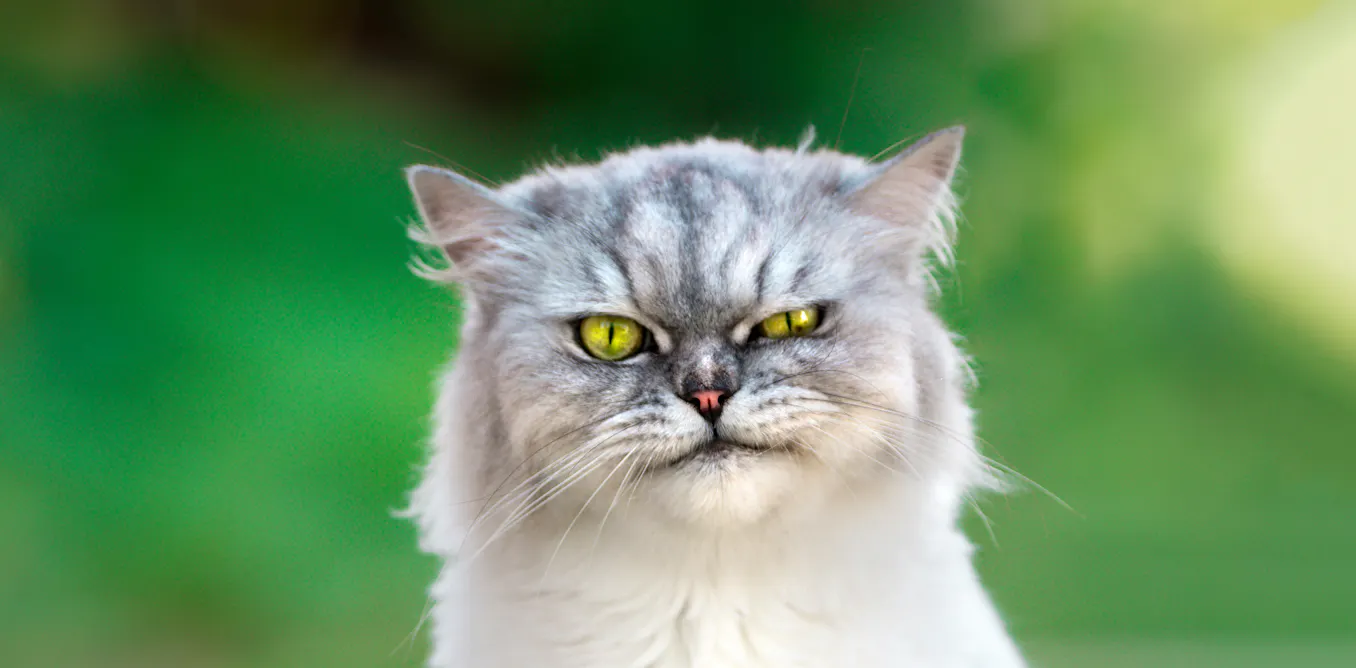 EnviroWireDaily — If you’re feeling down, maybe don’t pet your cat, new study suggests