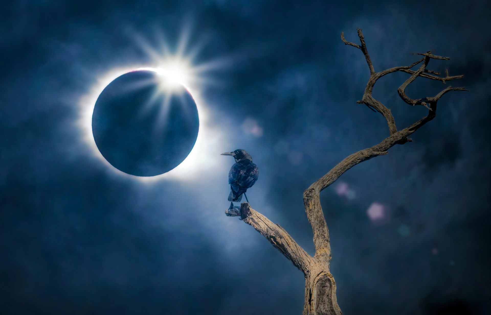 Un corb mira un eclipsi des d'una branca d'un arbre.