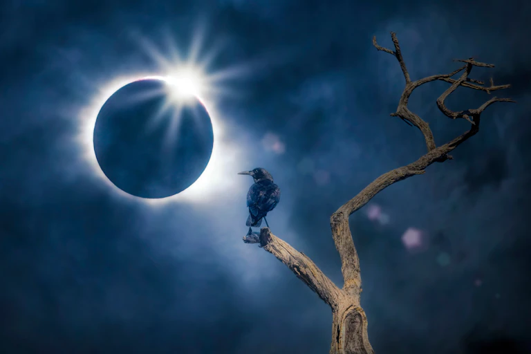 Un corb mira un eclipsi des d'una branca d'un arbre.