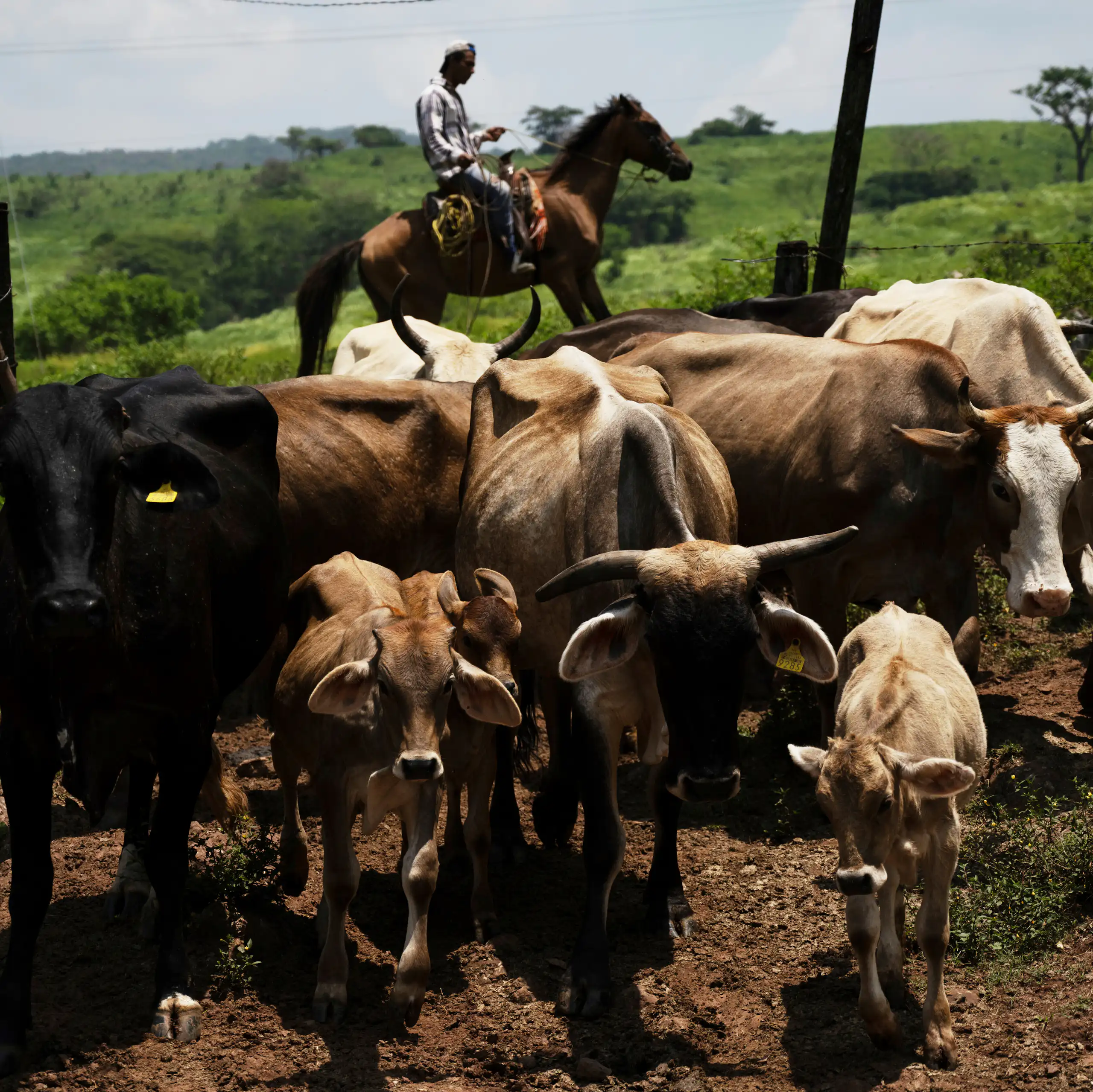 A Mexican ranch worker, on a horse, drives cattle into a corral for inspection for New World screwworm in Chiapas, Mexico, in July 2025.