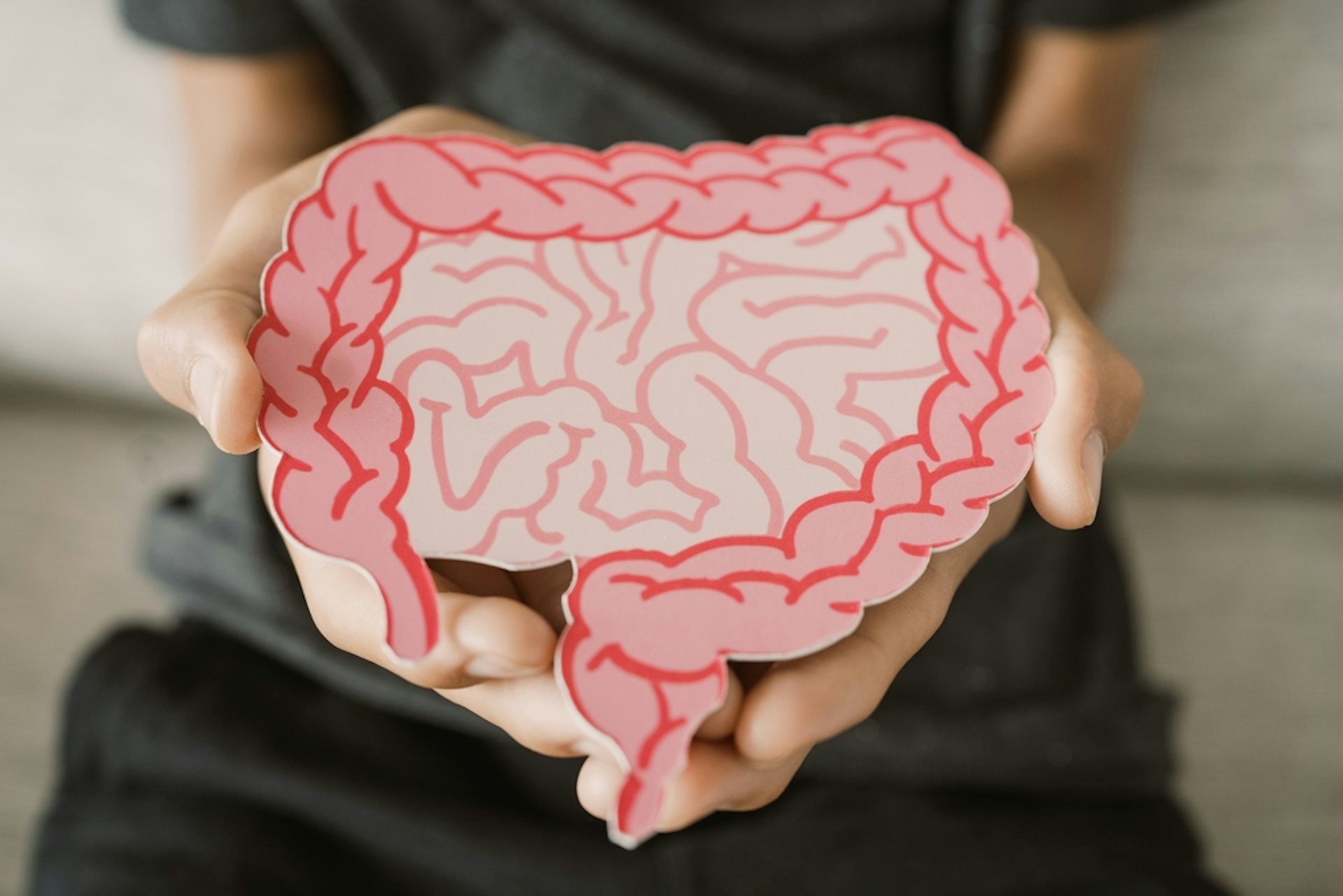A person holding a cardboard representation of the gut.