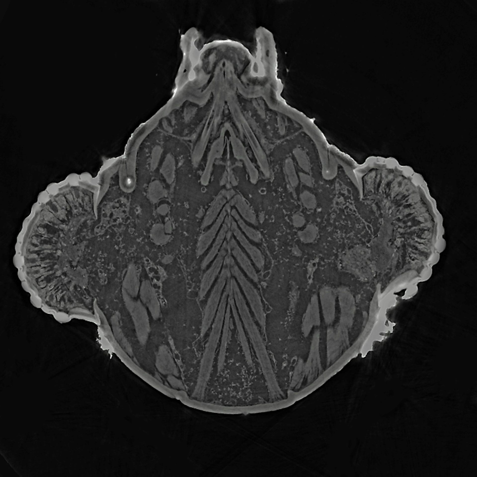 La tête d’un tigre du platane passée au synchrotron SOLEIL (ligne de lumière ANATOMIX fourni par l'auteur)