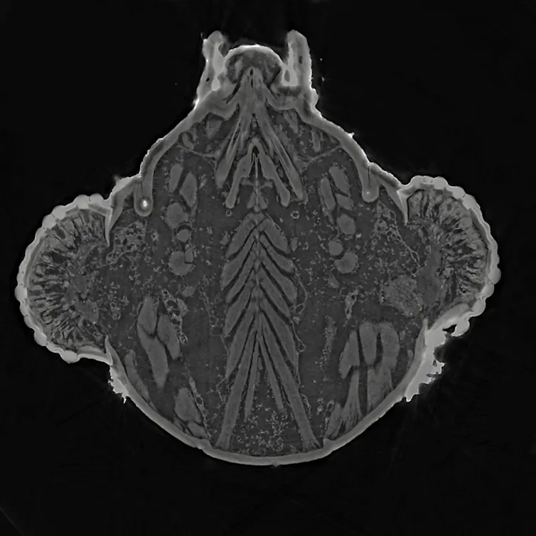 The vampire malicious program in our gardens: will the sycamore tiger quickly desire blood to sap? 1 The sycamore tiger head passed through the SOLEIL synchrotron (anatomik beamline provided by the author)