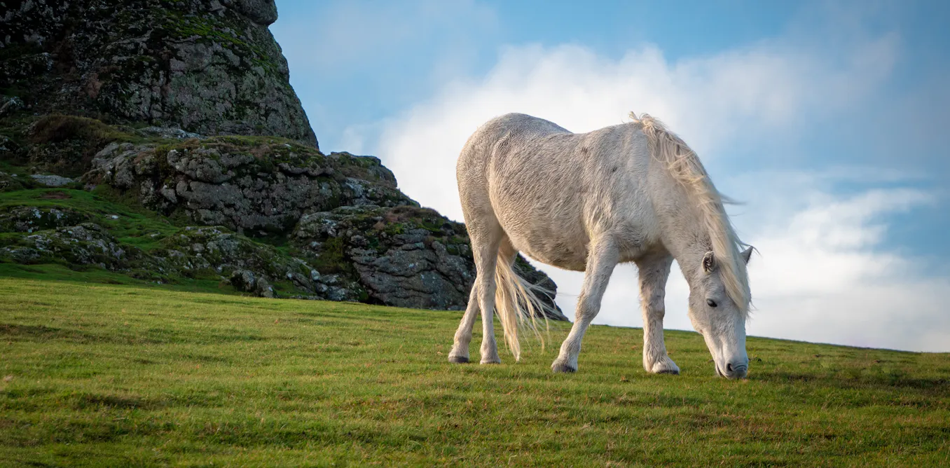 EnviroWireDaily — Claims of Dartmoor pony cull reignite row over how to save Britain’s moorlands