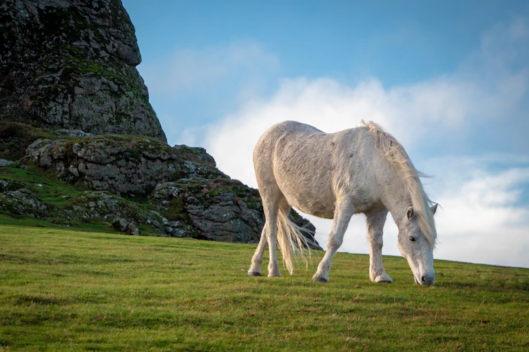 A white wild feral Dartmoor hill pony grazing
