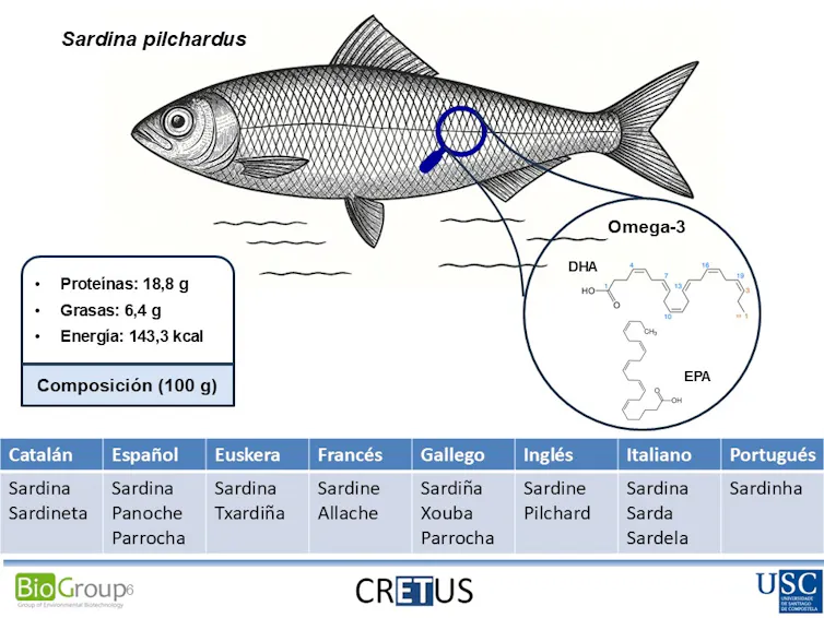 Un esquema con la composición nutricional de la sardina y su nombre en diferentes idiomas