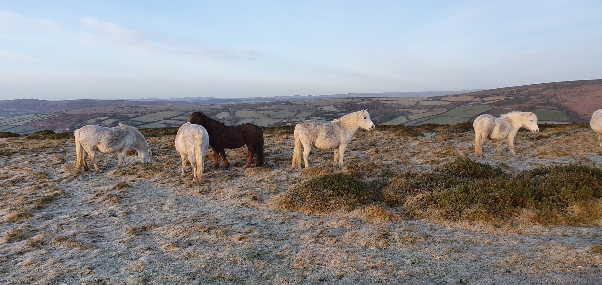 Dartmoor ponies on frosty morning.