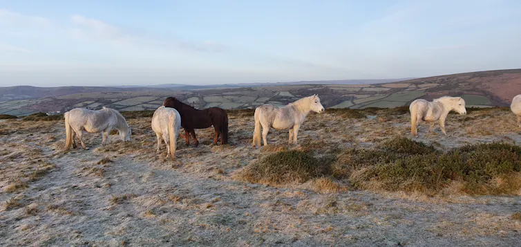 Dartmoor ponies on frosty morning.