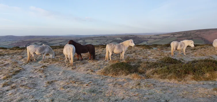Dartmoor ponies on frosty morning.