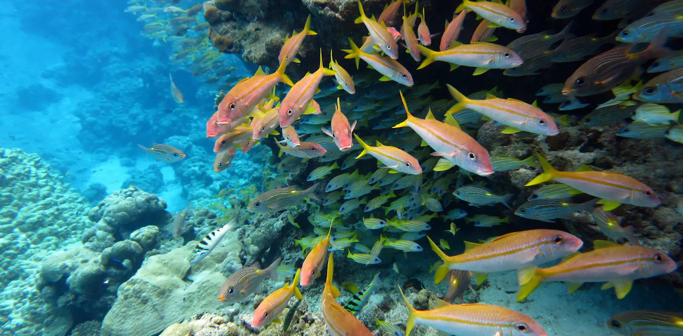30×30 ocean target advances, but impact hinges on enforcement 30×30 ocean target advances, but impact hinges on enforcement