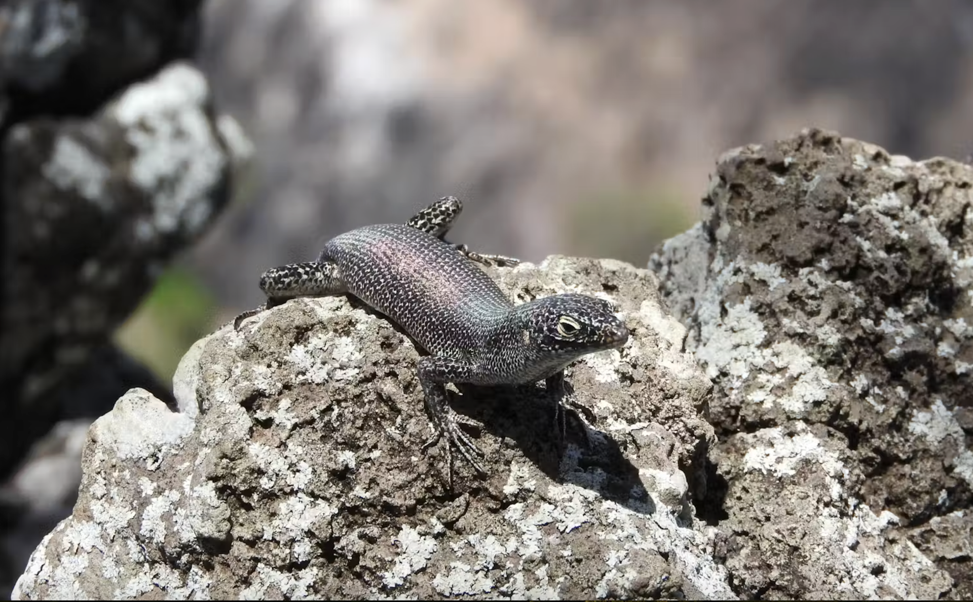 EduWireDaily — Island life changed how Brazil’s Noronha skink reproduces, but the lizard’s strategy might be failing in a rapidly