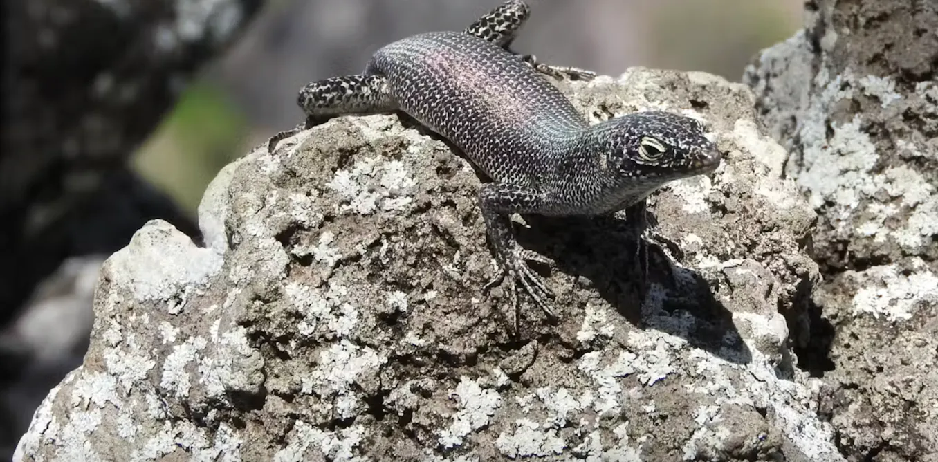 EduWireDaily — Island life changed how Brazil’s Noronha skink reproduces, but the lizard’s strategy might be failing in a rapidly