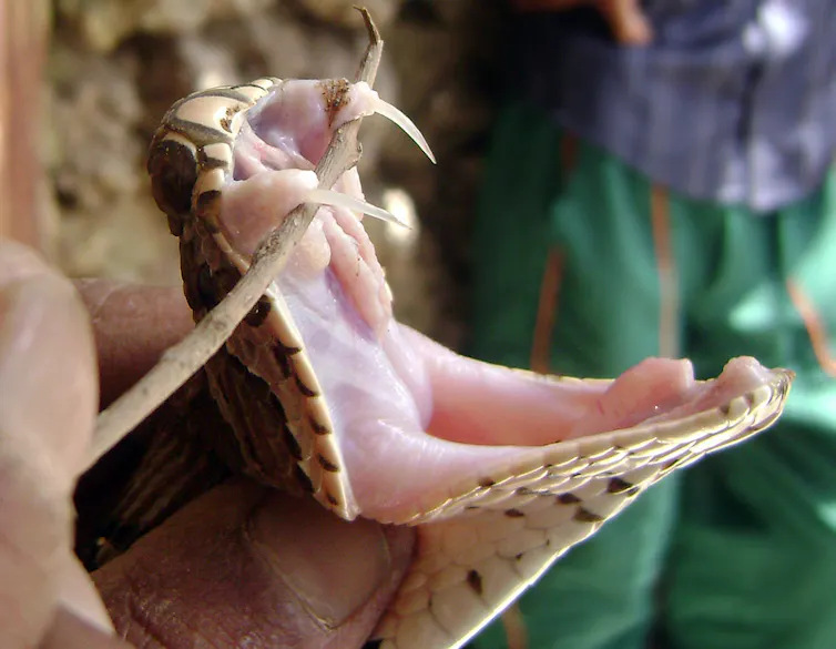Uma cobra com a boca aberta e um tratador segurando um graveto sob suas presas para mostrá-las
