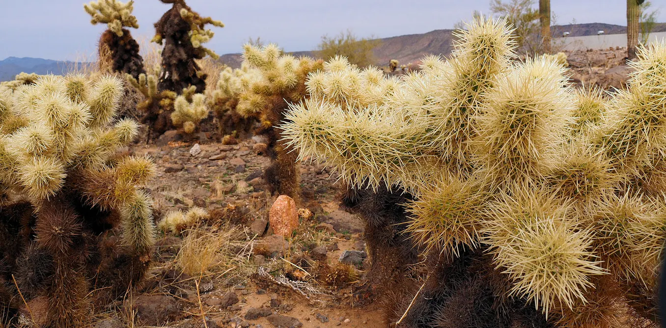 Cacti spines, snake fangs, snail love darts – oh my! How function drives the evolution of nature’s puncture tools Cacti spines, snake fangs, snail love darts – oh my! How function drives the evolution of nature’s puncture tools