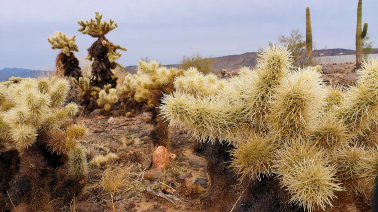 Several spiny cacti on the desert