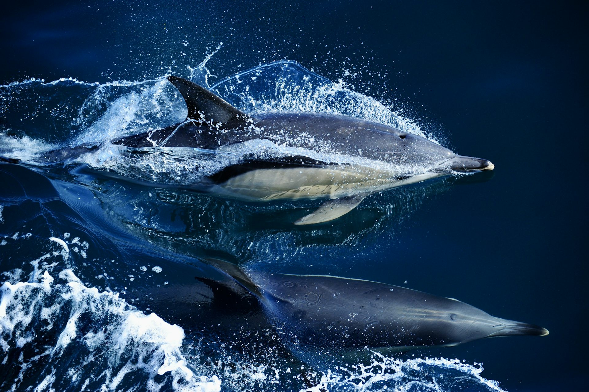 Levels of ‘forever chemicals’ in dolphins and whales are&hellip;