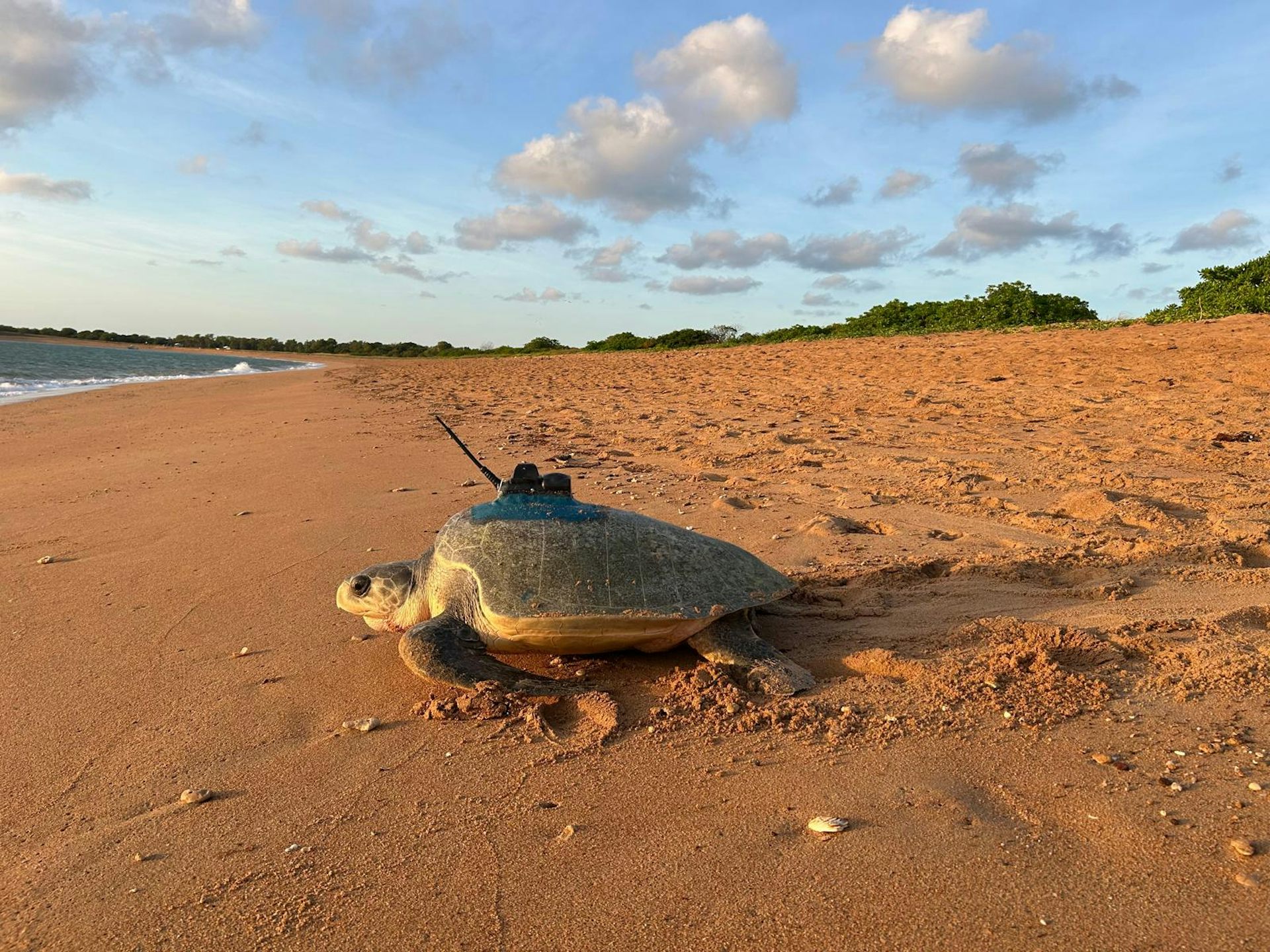Sea turtles diving through the eye of the storm help develop better cyclone forecasts