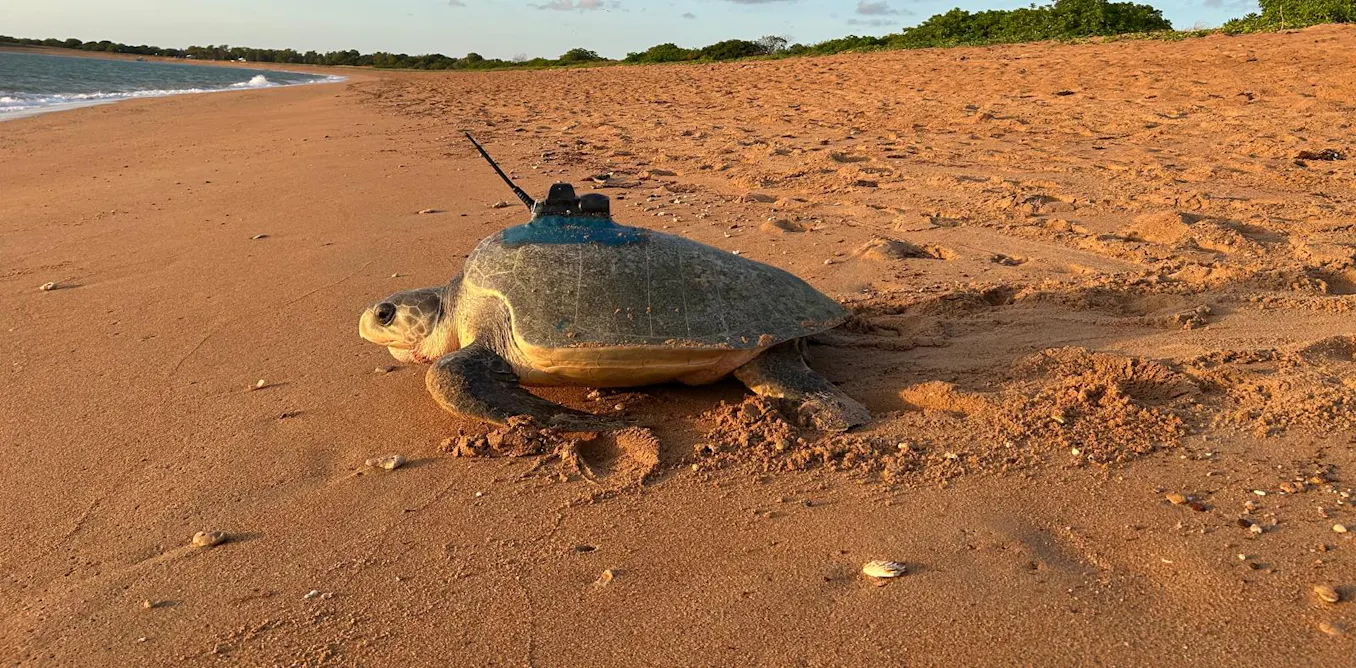 Sea turtles diving through the eye of the storm help develop better cyclone forecasts Sea turtles diving through the eye of the storm help develop better cyclone forecasts