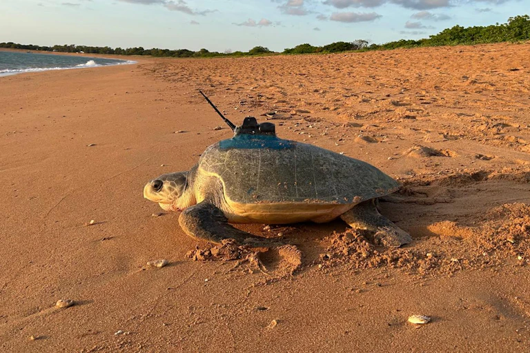 A turtle with a sensor on its back walks into the ocean.