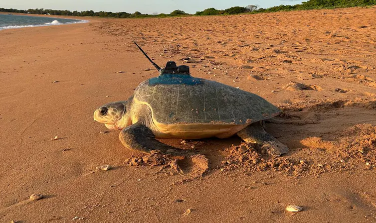 A turtle with a sensor on its back walks into the ocean.
