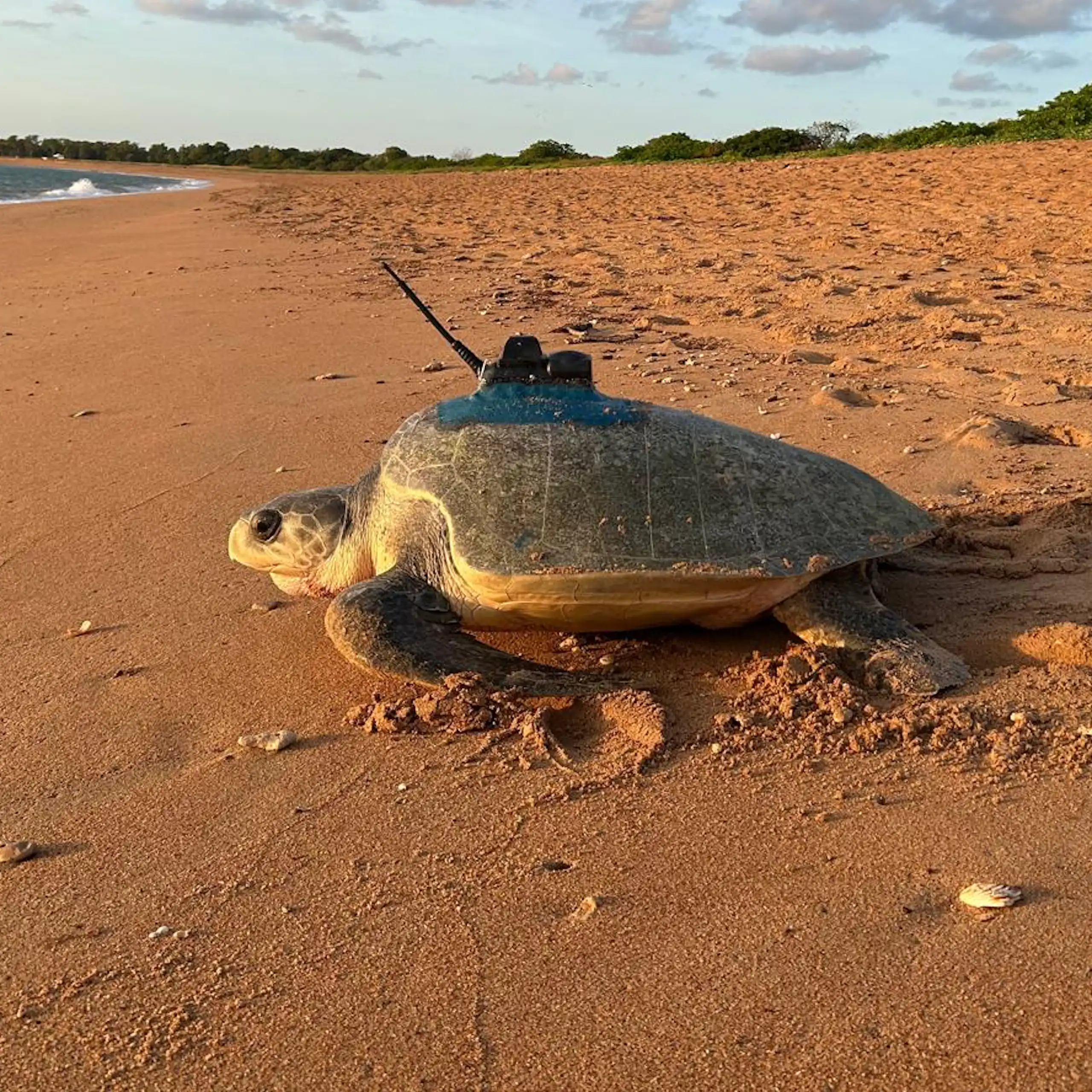 A turtle with a sensor on its back walks into the ocean.