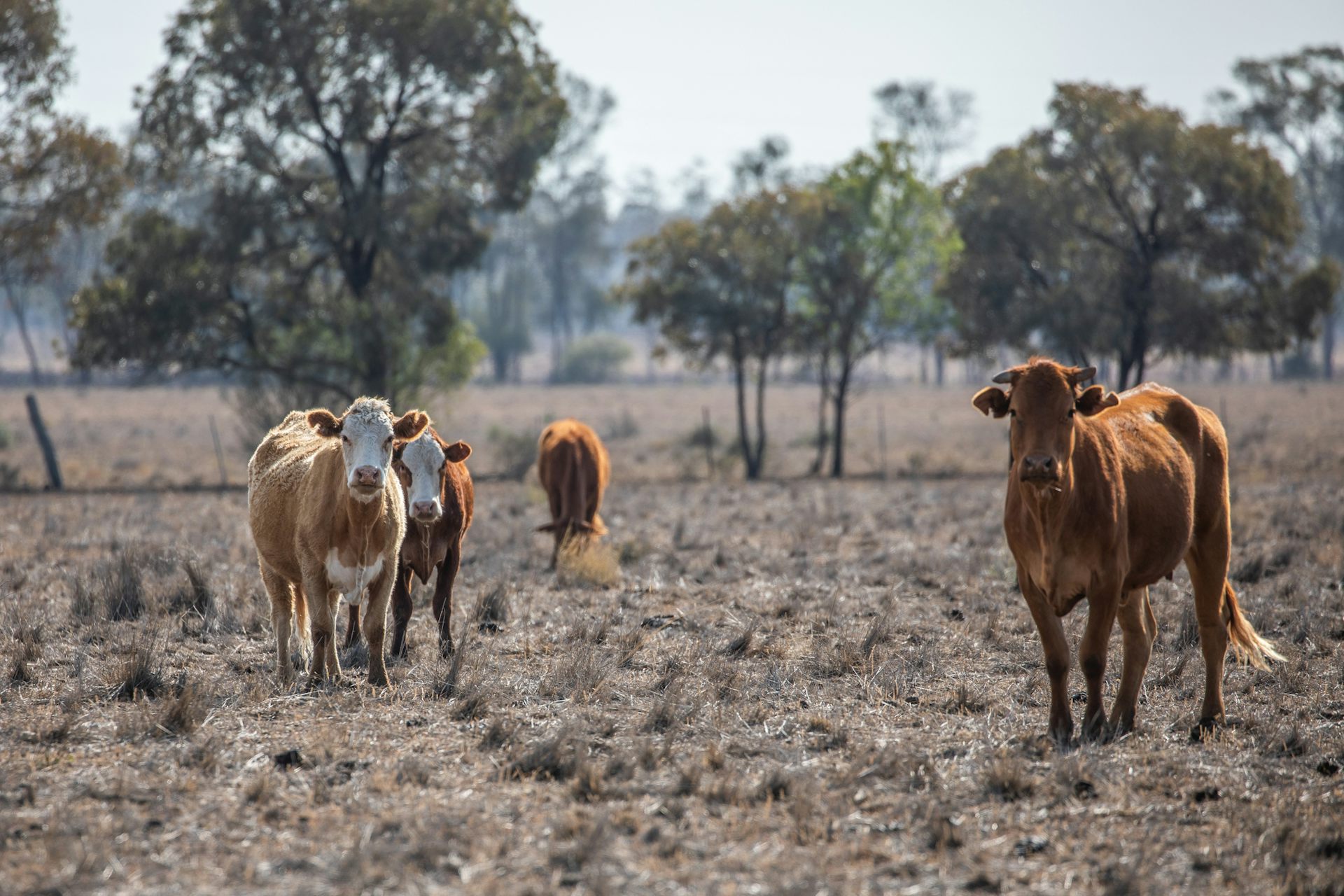 The weather bureau has just declared an El Niño. What could this mean for Australia?