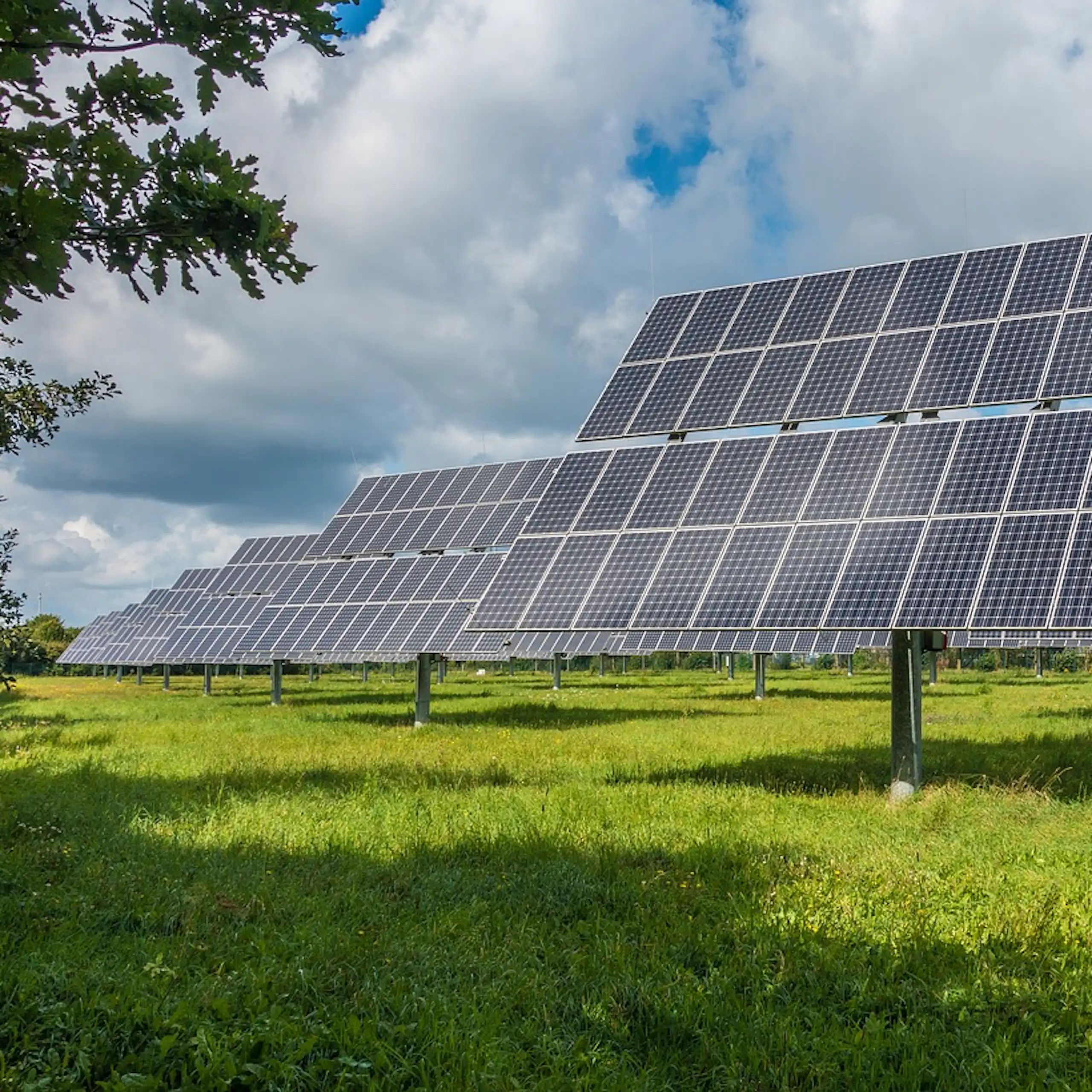 Dozens of large solar panels mounted on stands in a green field