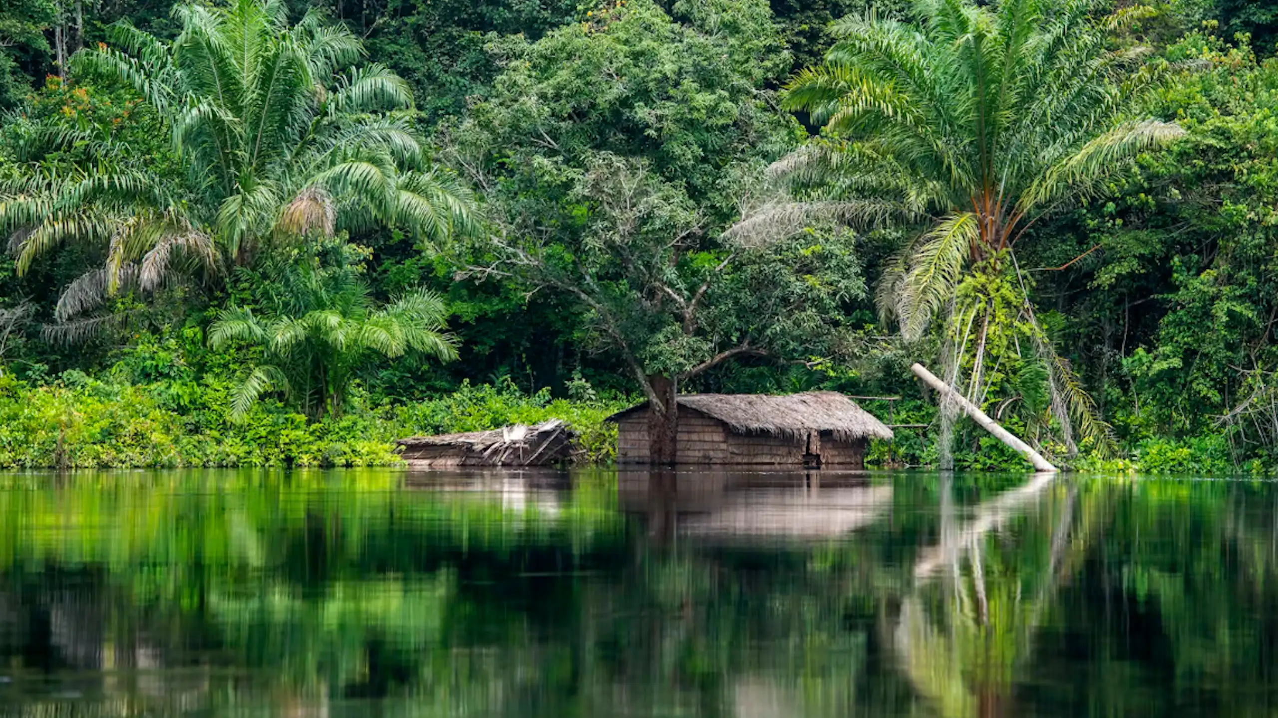 A small building made of wood and grass at the edge of a water body, with dense forest and jungle in the background