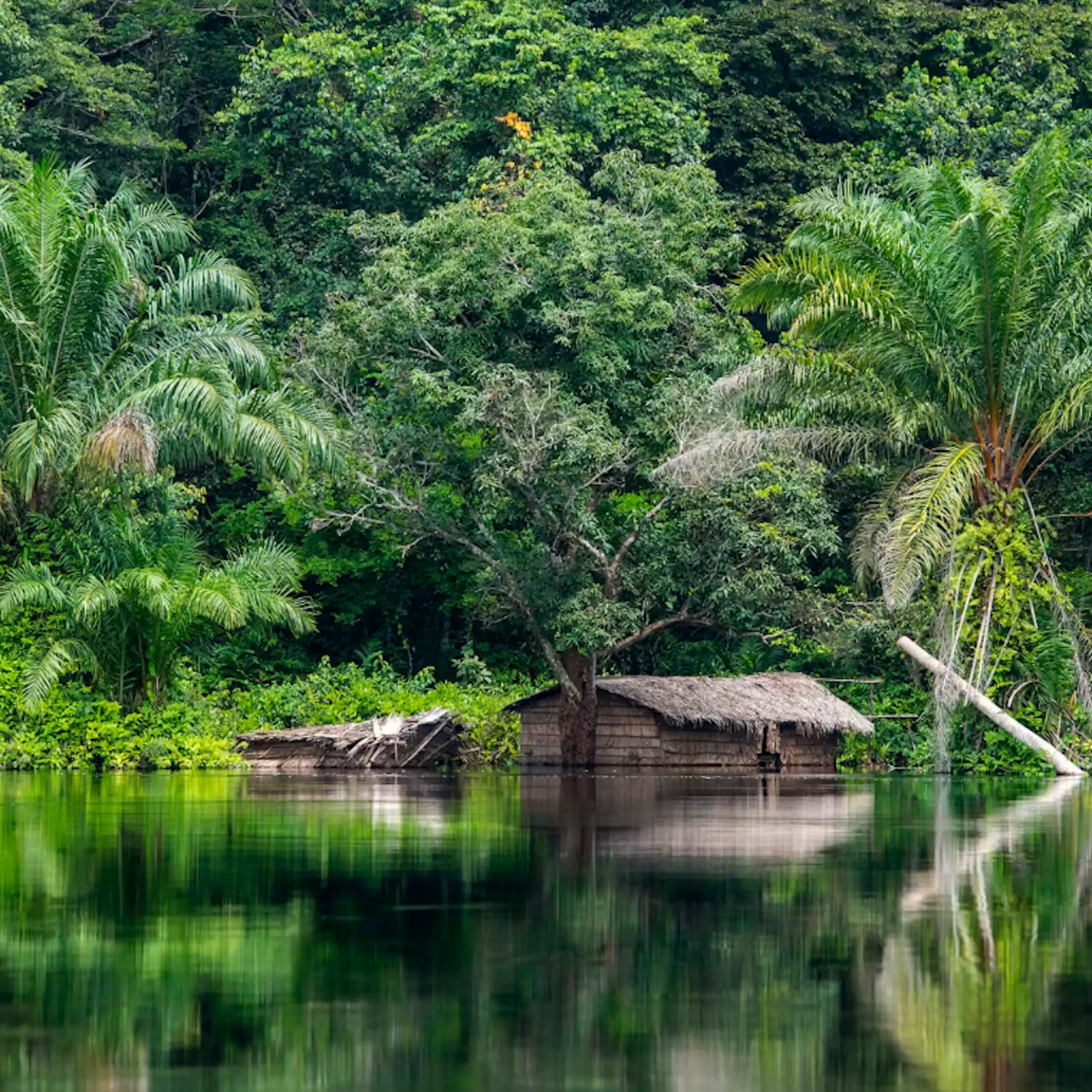 A small building made of wood and grass at the edge of a water body, with dense forest and jungle in the background